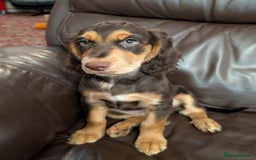 Cocker Spaniel dogs for sale: 3 Girls Looking For Loving Homes - Image 5