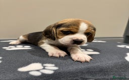 Beagle dogs for sale: Beautiful KC Beagle pups  - Image 4