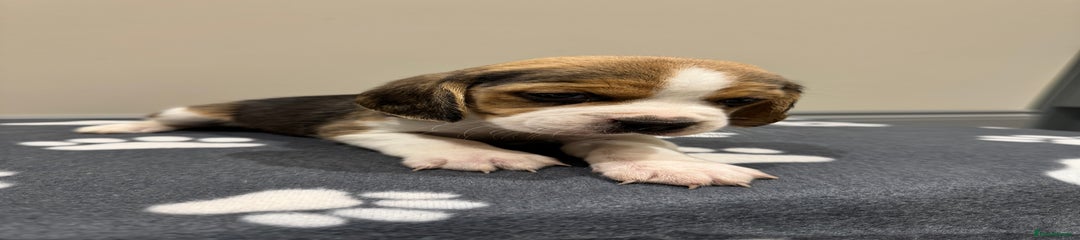 Beagle Puppy 3