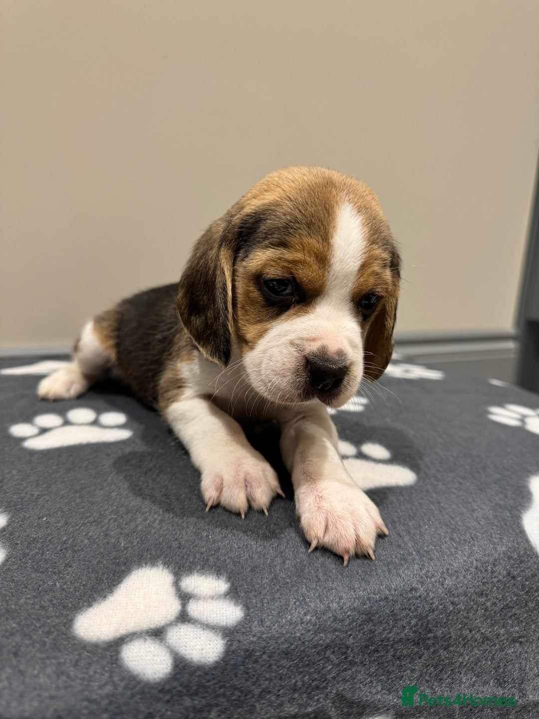 Beagle dogs for sale: Beautiful KC Beagle pups  - Image 4