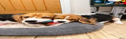 Beagle dogs for sale: KC registered and DNA health tested - Advert 2