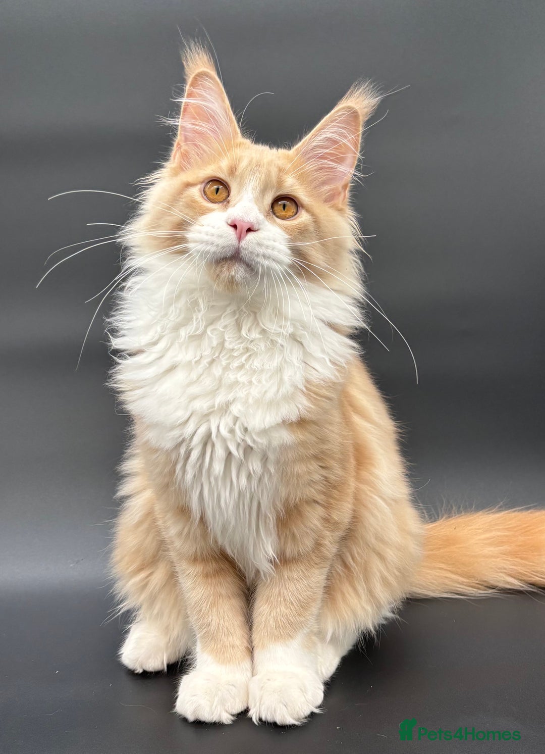 Maine Coon cats for sale: Beautiful Maine Coon Kitten - Champion Lines - Advert 2