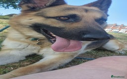 German Shepherd dogs for sale: German Shepherd 3 year 10 month  - Image 3