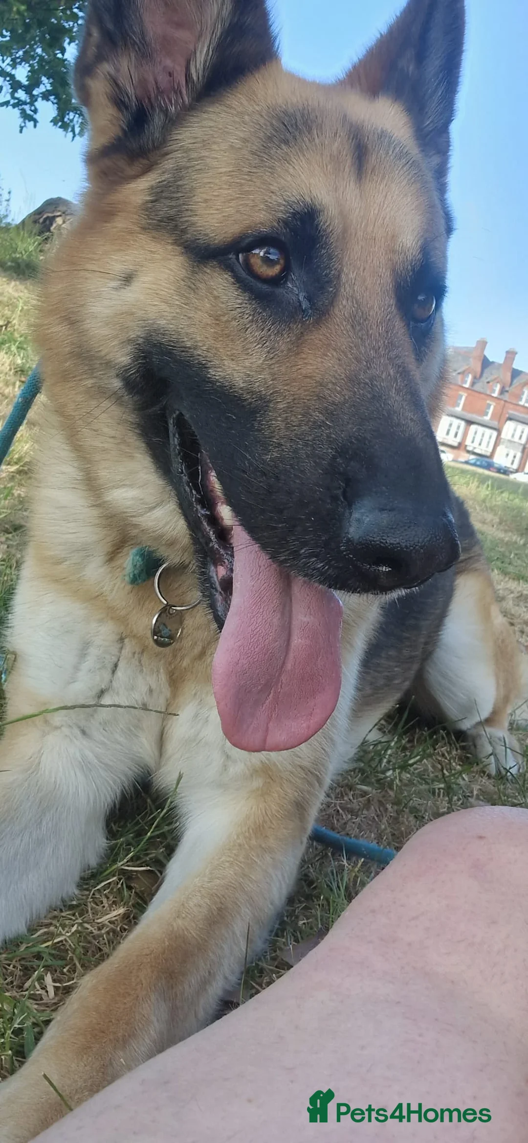 German Shepherd dogs for sale: German Shepherd 3 year 10 month  - Advert 3