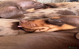 Miniature Dachshund dogs for stud: 🐾 KC Miniature Dachshund – Otto Von Krumm 🐾 - Image 6