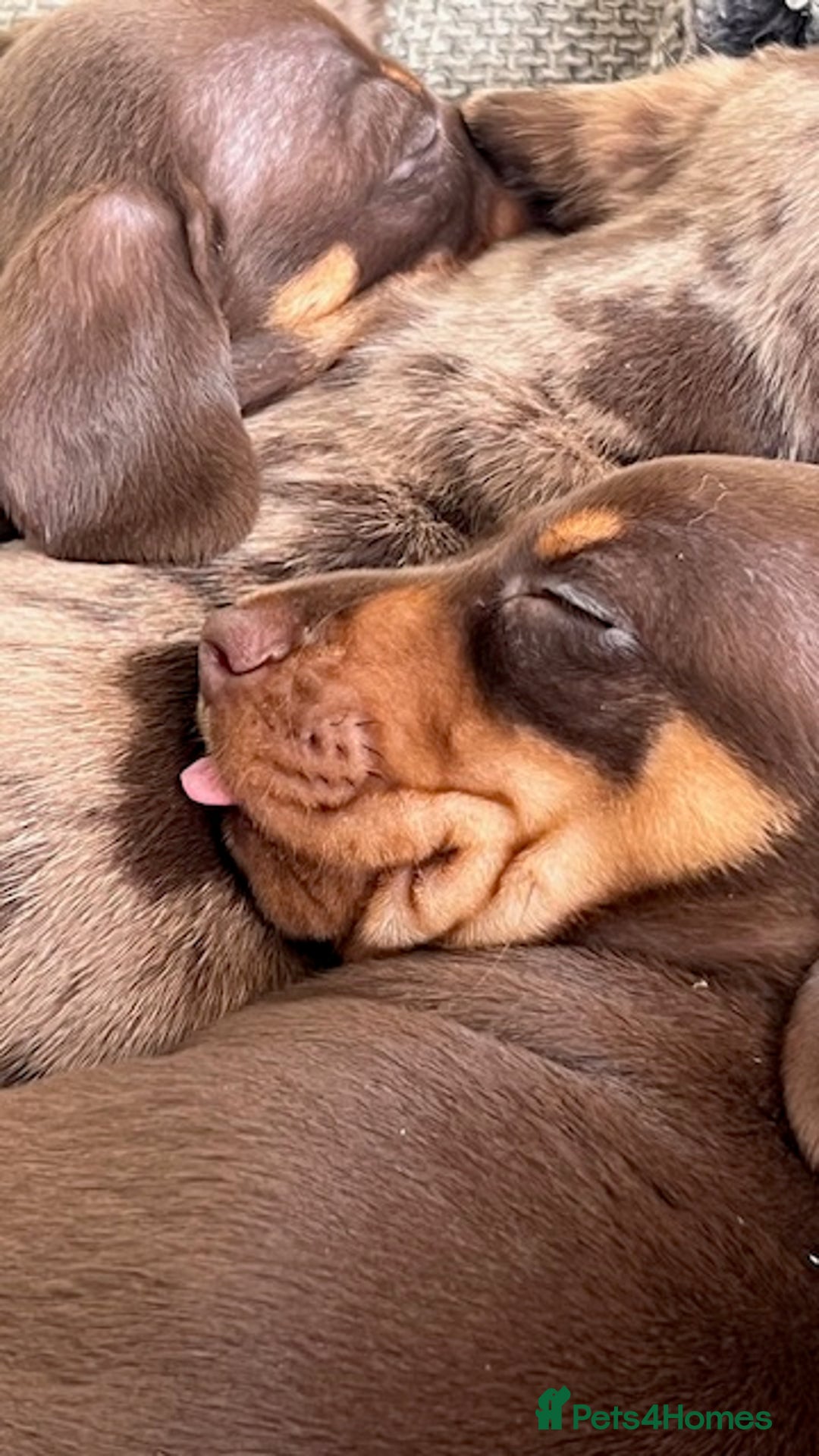 Miniature Dachshund dogs for stud: 🐾 KC Miniature Dachshund – Otto Von Krumm 🐾 - Image 6