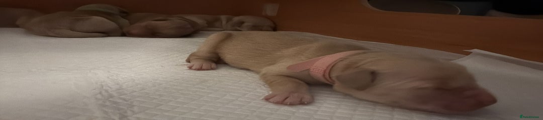 Golden Retriever Puppy 6