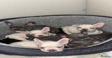 French Bulldog dogs - Advert 1