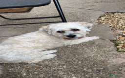 Shichon dogs for sale: Loveable (but problematic) 7 y/o boy  - Image 6