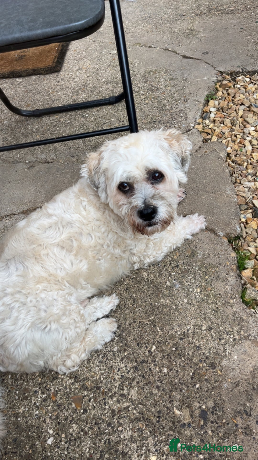 Shichon dogs for sale: Loveable (but problematic) 7 y/o boy  - Image 6
