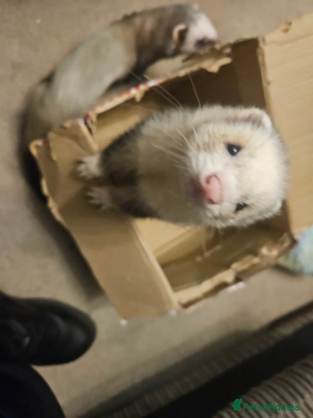 Ferret rodents for sale: Pair of intact male ferrets - 2 young Hobs - Advert 2