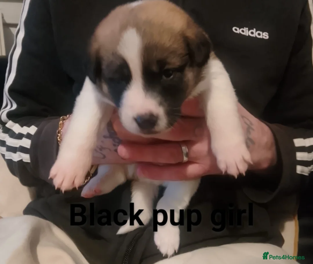 Mixed Breed dogs for sale: Akita mix  - Advert 1