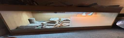 Bearded Dragon reptiles for sale: Bearded Dragon and set up  - Advert 5