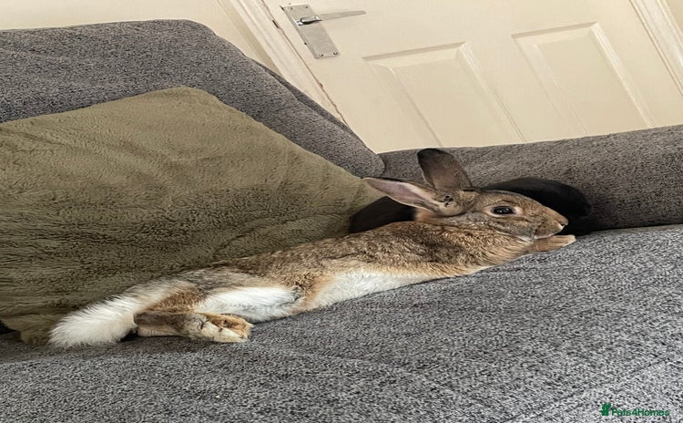 Mixed Breed rabbits - Advert 1