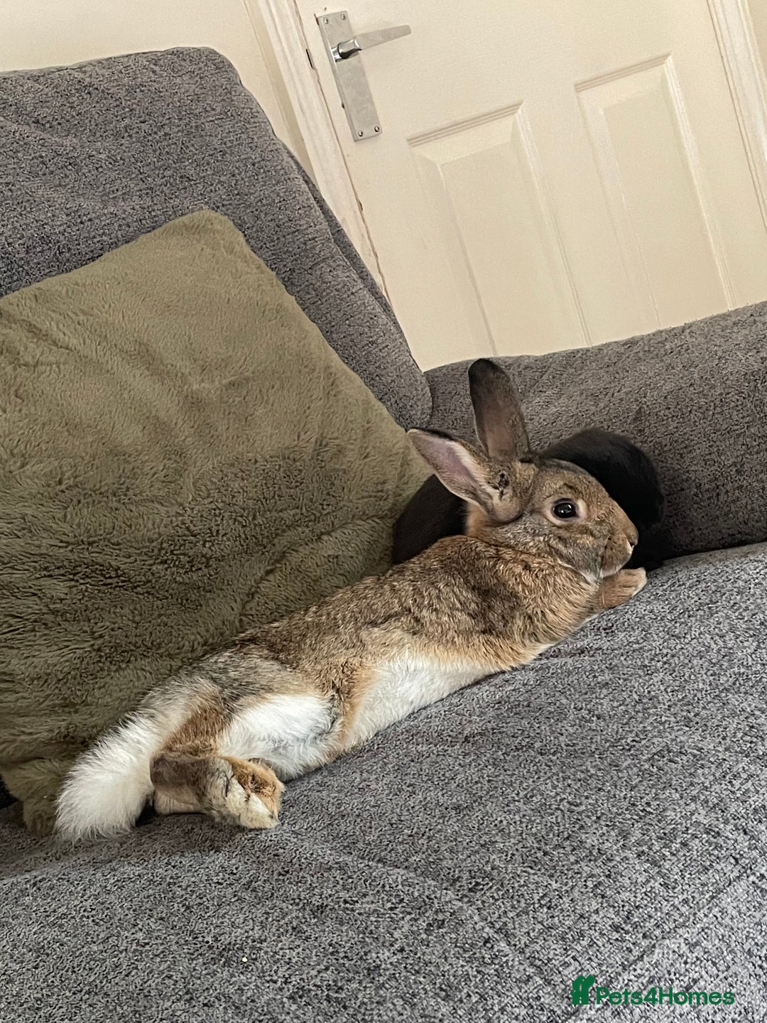 Mixed Breed rabbits for sale: 2 bunnies for rehoming - Image 1