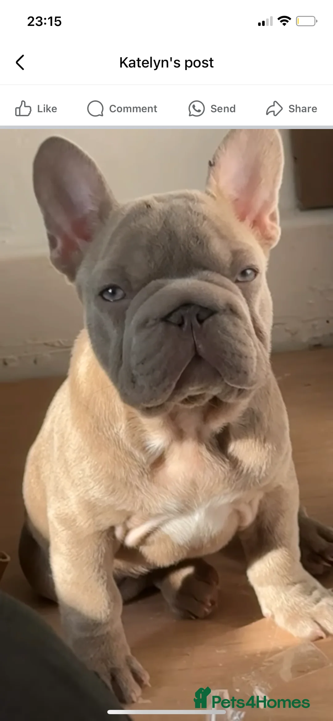 French Bulldog dogs for stud: French bulldog stud - Advert 3