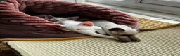 Devon Rex cats for sale: Stunning White Devon Rex Boy - Advert 5