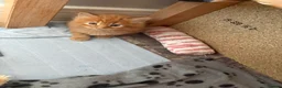 Maine Coon cats for sale: Gorgeous Maine Coon Kittens  - Advert 3