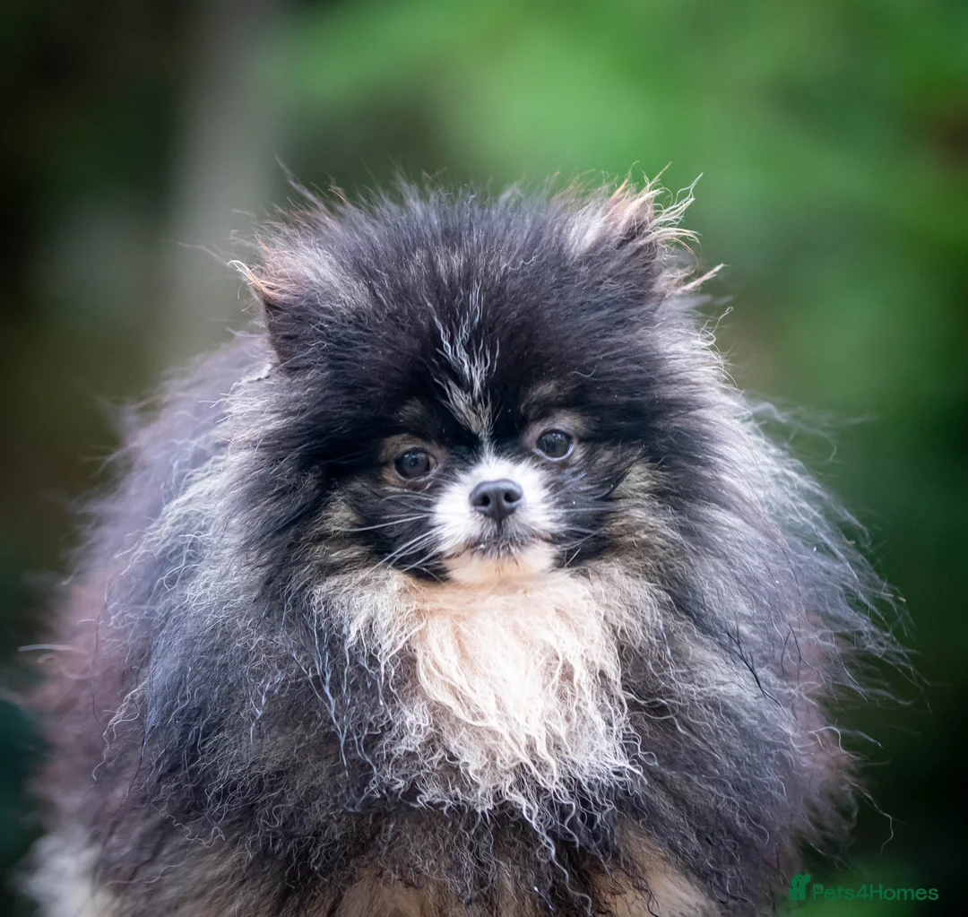 Pomeranian dogs for stud: Unique Tri colour kc Registered Pomeranian stud  in Pontefract - Advert 5