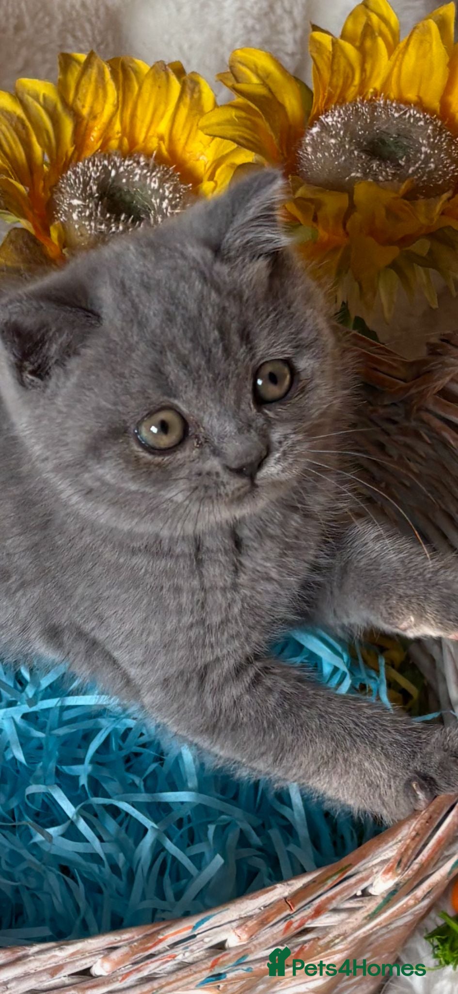 British Shorthair cats British Shorthair Pedigree kittens for sale - Advert 2