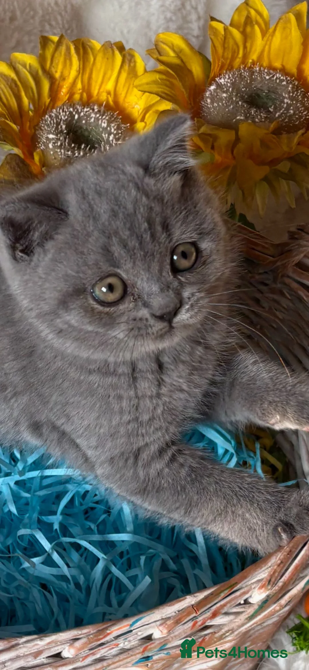 British Shorthair cats for sale: British Shorthair Pedigree kittens for sale - Advert 2