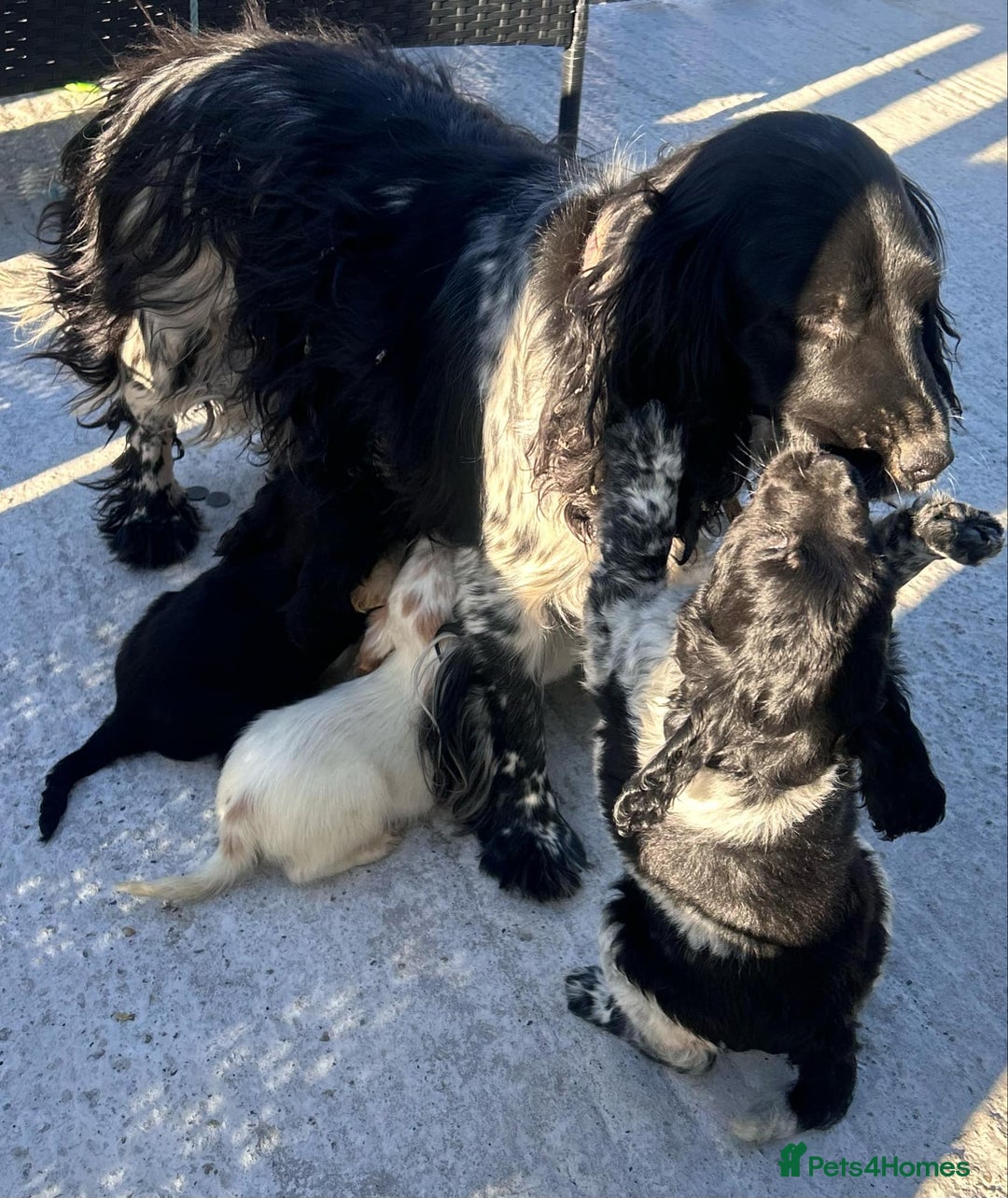 Cockapoo dogs for sale: Stunning cockapoo puppies - Image 4