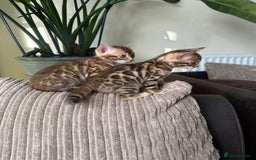 Bengal cats for sale: TICA Bengal kittens for sale . 🐱 - Image 17