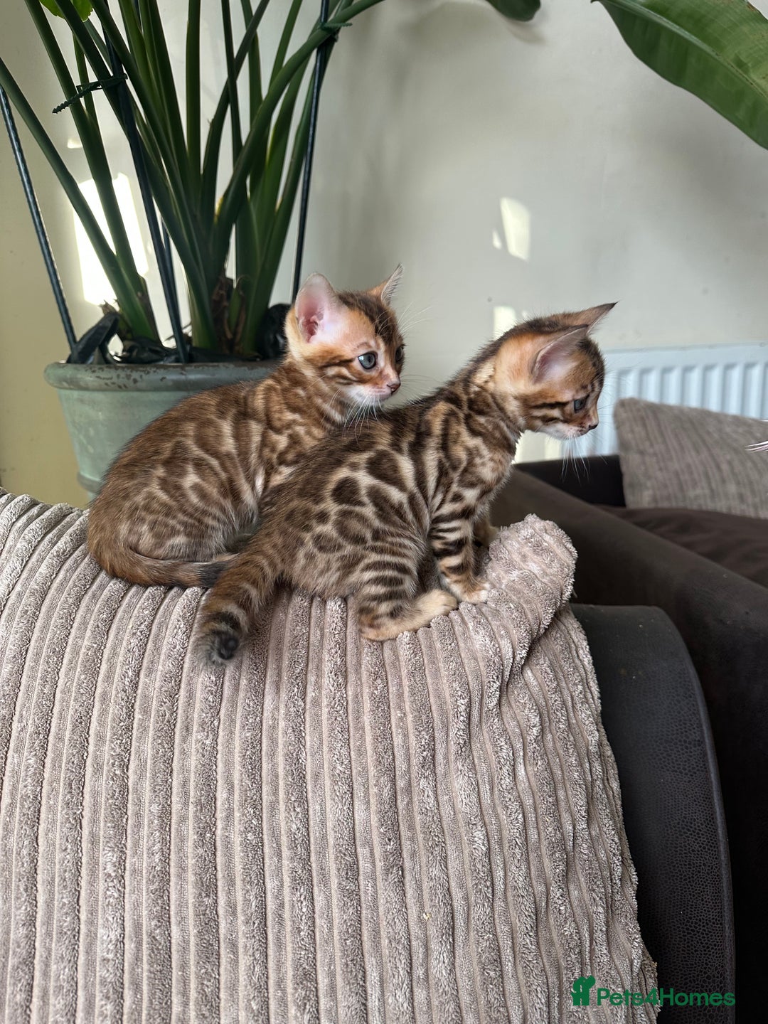 Bengal cats for sale: TICA Bengal kittens for sale . 🐱 - Image 17