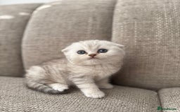 Scottish Fold cats for sale: Chunky Scottish fold boy  - Image 1
