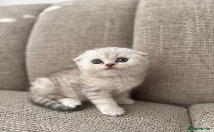 Scottish Fold cats - Advert 1