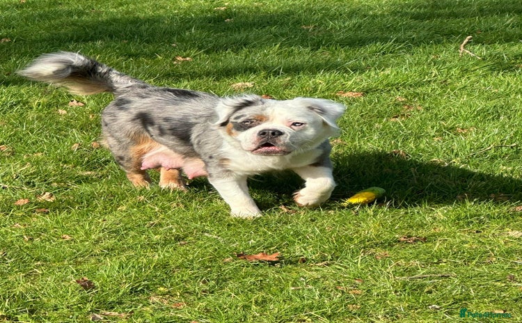 English Bulldog dogs - Advert 1