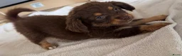 Mixed Breed dogs for sale: Dachshund × Pomchi puppies - Advert 8