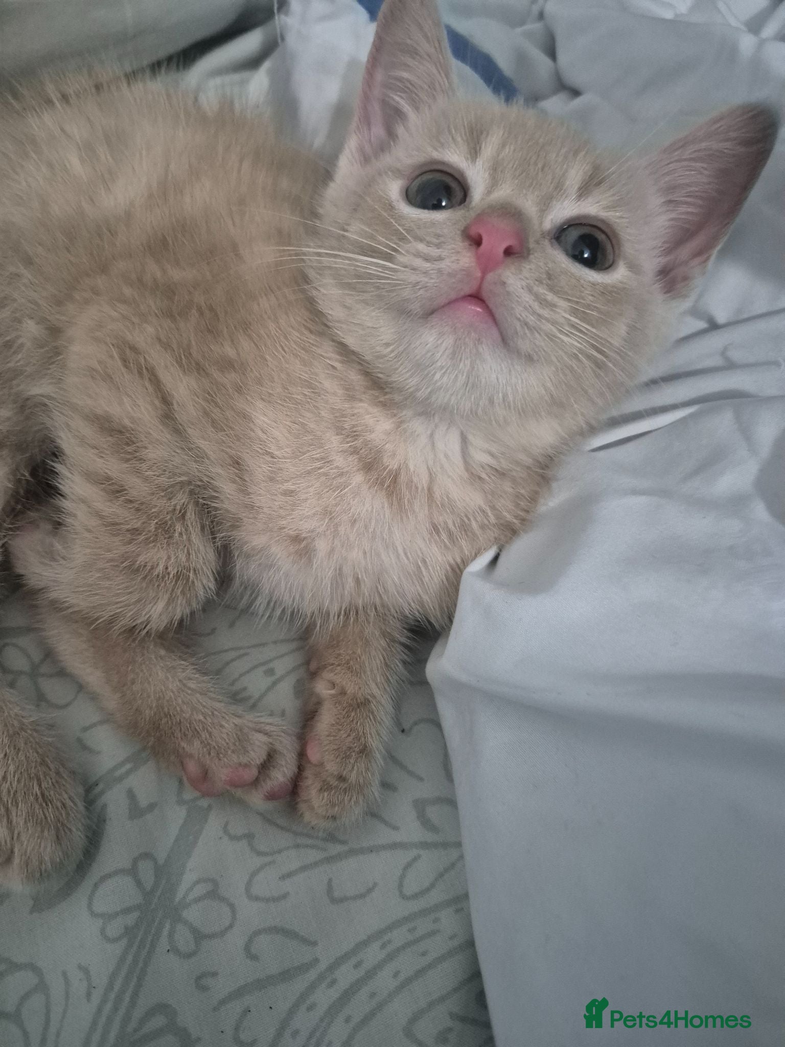 Mixed Breed cats Adorable Cream ginger kittens. - Advert 1