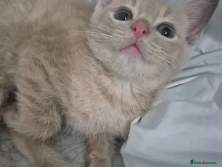 Mixed Breed cats Adorable Cream ginger kittens. - Advert 6
