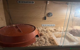 Python Snake reptiles for sale: Ball python and complete setup + food supply  - Advert 2