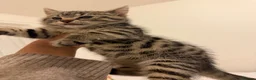 Mixed Breed cats for sale: Kittens  - Advert 18