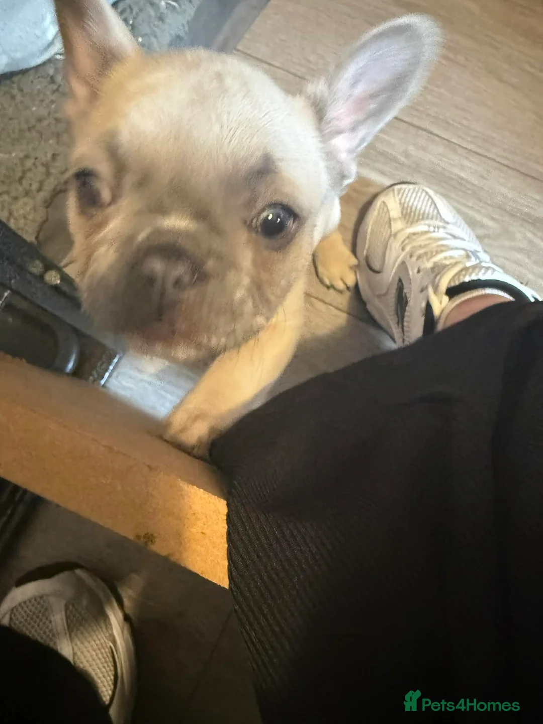 French Bulldog dogs for sale: Two stunning  female French bulldogs  in Edinburgh - Advert 2