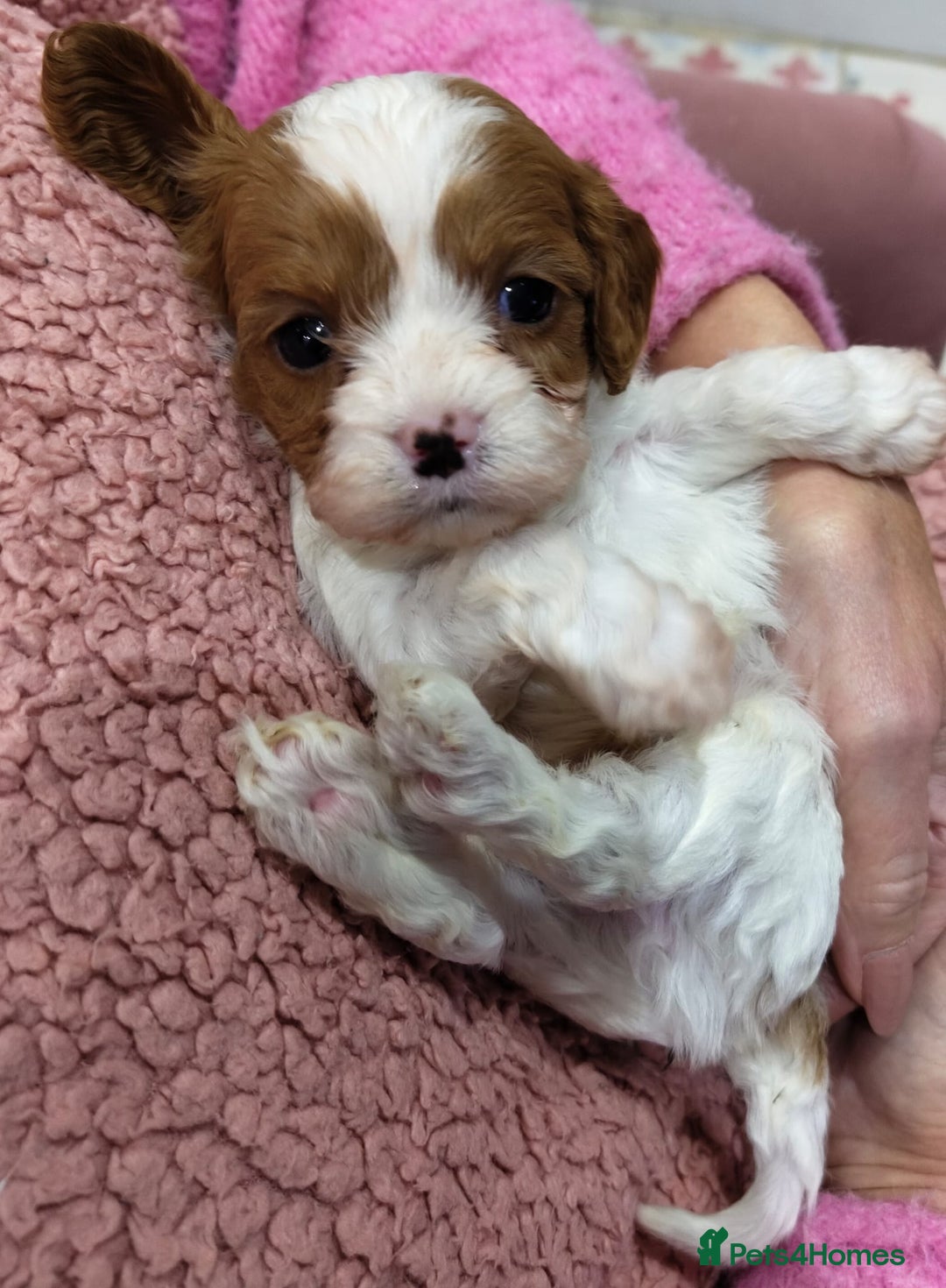 Cavapoo dogs for sale: Amazing quality cavapo litter  - Advert 21