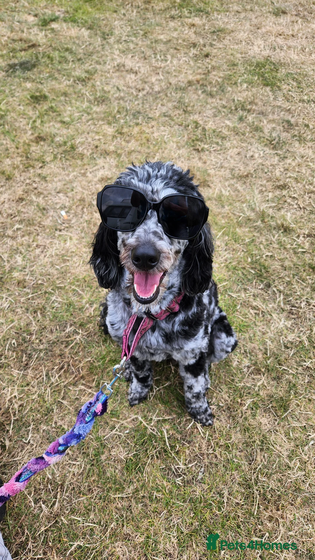 Mixed Breed dogs for sale: ☀️🌙Waiting list open🌙☀️ - Advert 3