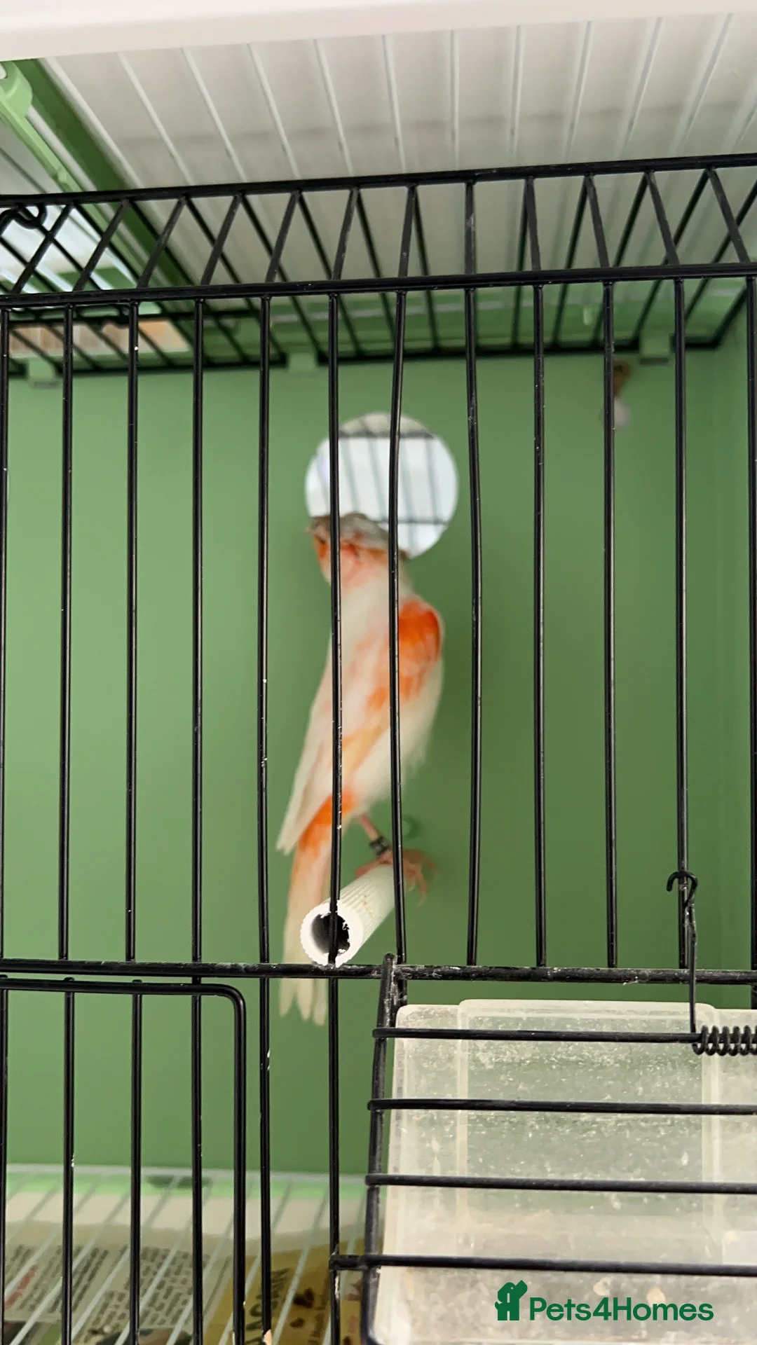 Canaries birds for sale: Canaries for sale  - Advert 8