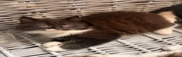 Maine Coon cats for sale: Maine Coon Cross Kittens - Advert 27