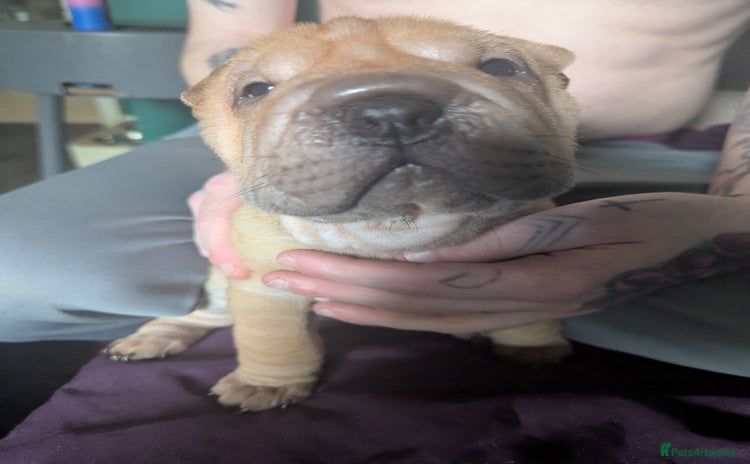 Shar Pei dogs - Advert 1