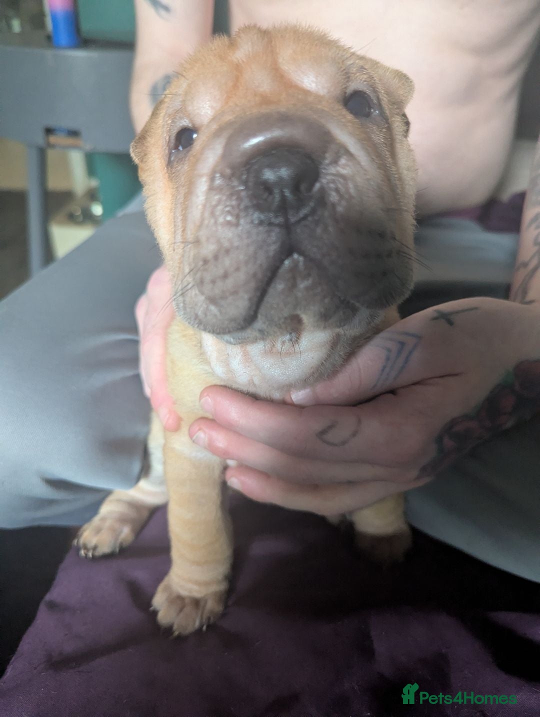 Shar Pei dogs for sale: One stunning female shar-pei left. - Image 1