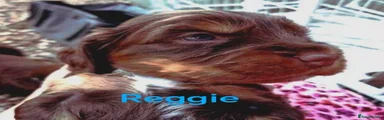 Reggie