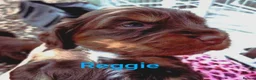Cocker Spaniel dogs for sale: 6 Stunning Working Cocker Spaniels.3 boys 3 girls - Advert 3