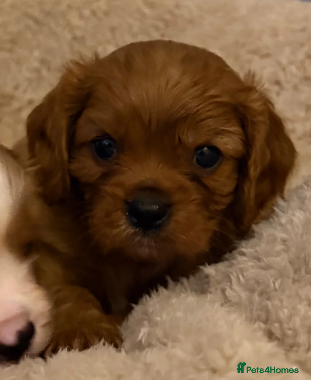 Cavalier King Charles Spaniel dogs for sale: Kc registered health clear King Charles cavaliers - Advert 2