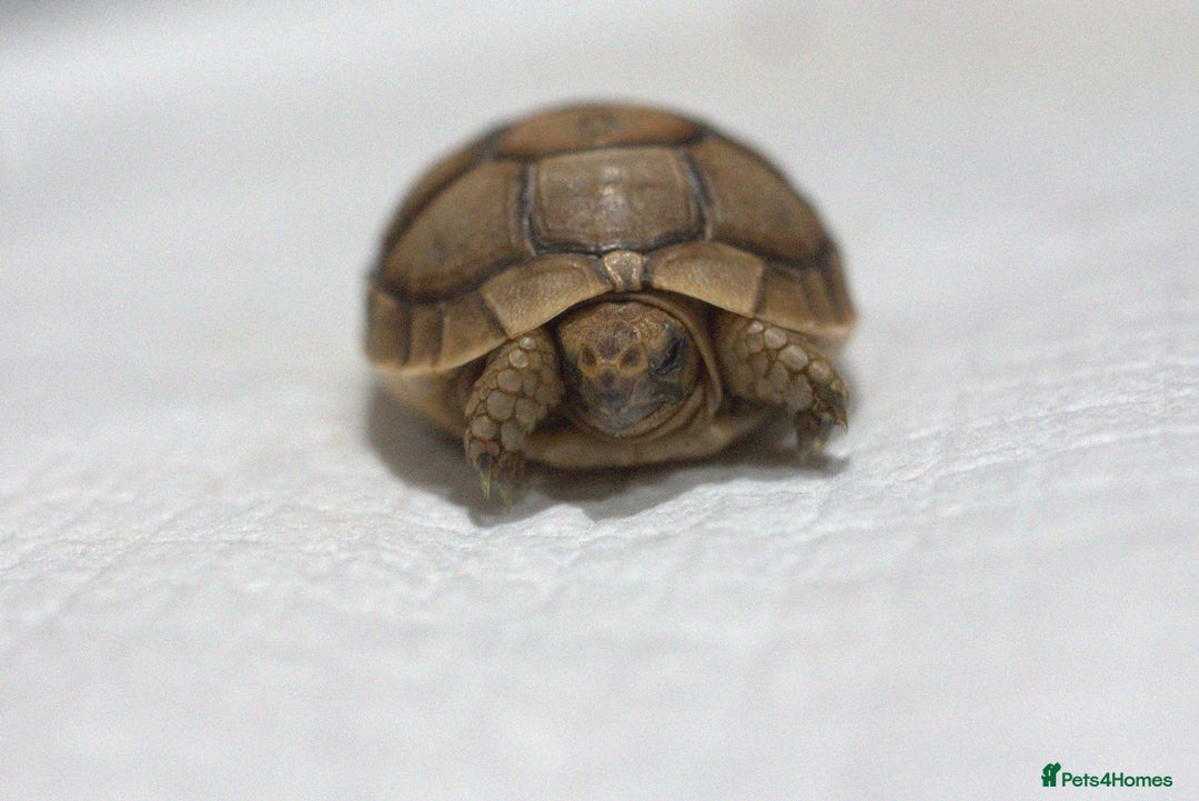 Tortoise reptiles for sale: Greek Tortoises for sale - Image 10