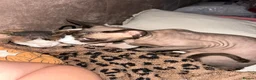 Sphynx cats for sale: 2x Sphynx for rehoming  in Merthyr Tydfil - Advert 6