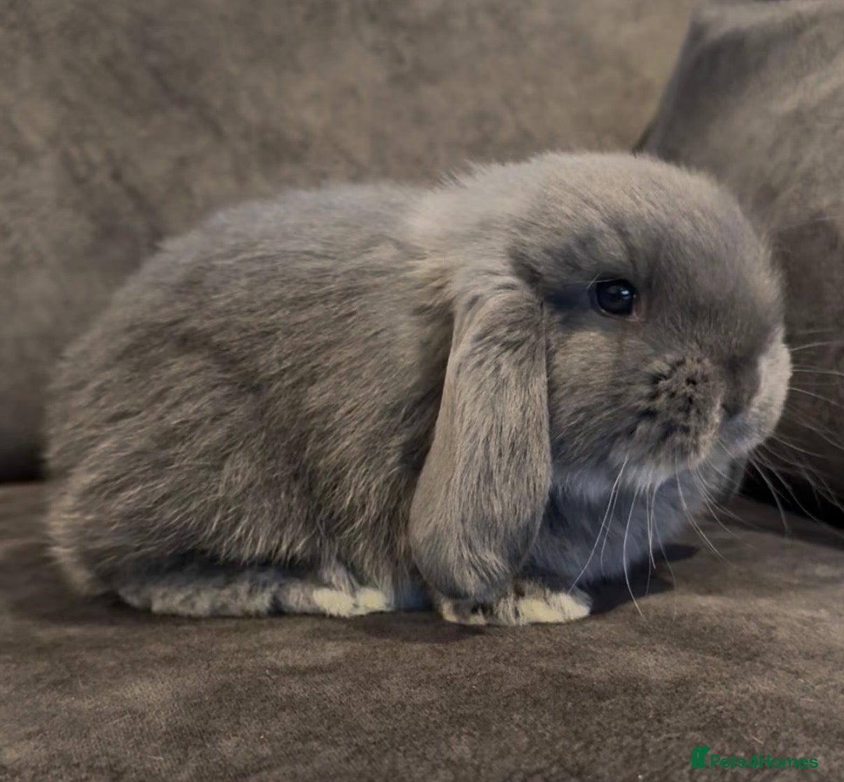 French Lop rabbits Stunning French lops available 23rd march  - Advert 4