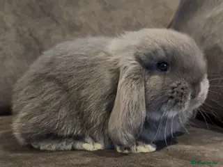 French Lop rabbits Stunning French lops available 23rd march - Advert 4